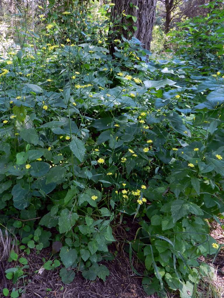 Lapsana communis / Lassana comune